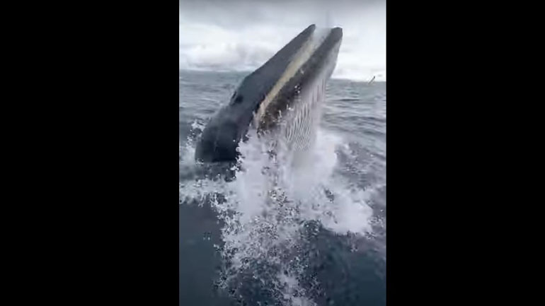 Φάλαινα κάνει «έκπληξη» σε οικογένεια